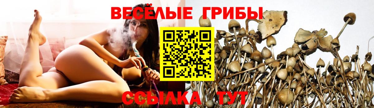 Ярцево  Галлюциногенные грибы MAGIC MUSHROOMS  Вход с VPN 